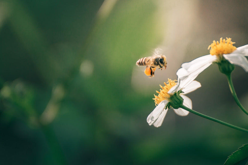 Ethical Grace e 3Bee: un impegno d’amore per la biodiversità e gli impollinatori